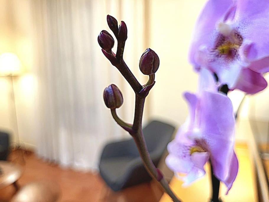 Flamenco, Apartamento Exclusivo De Dos Habitaciones En El Pleno Del Casco Antiguo, Alicante, Playa, Centro Historico, Rambla Kültér fotó
